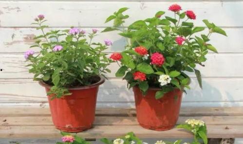 刘大锤最新爆料金庸视频,金庸视频背后的惊人内幕  第3张